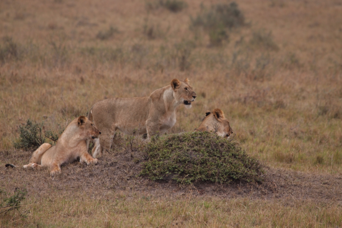 Luxury Botswana & Victoria Falls Safari